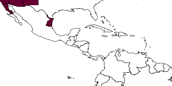 map of Tachysphex occidentalis     Pulawski, 1982